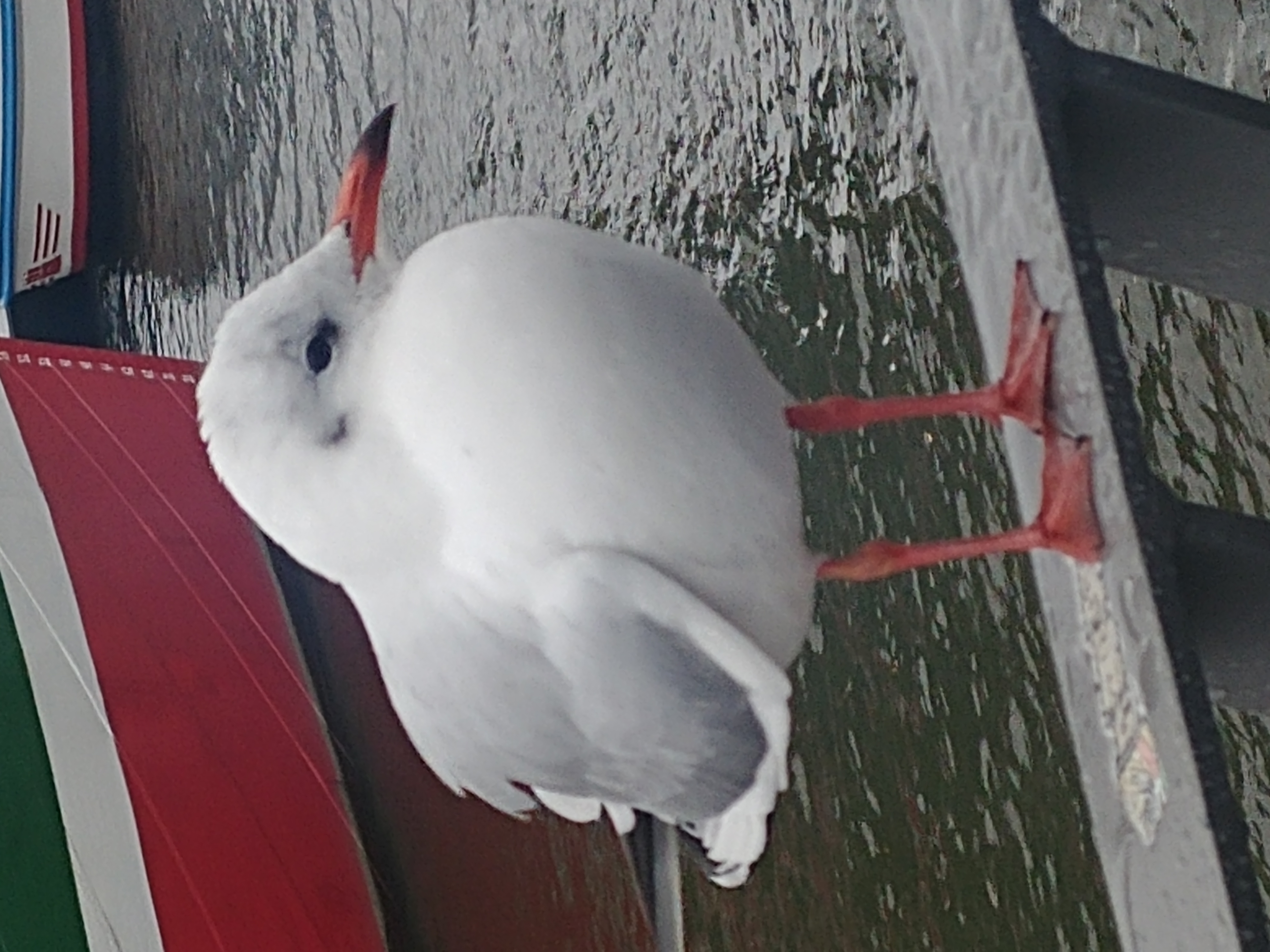 Chroicocephalus ridibundus (Black Headed Gull) photographed on 14.11.2025