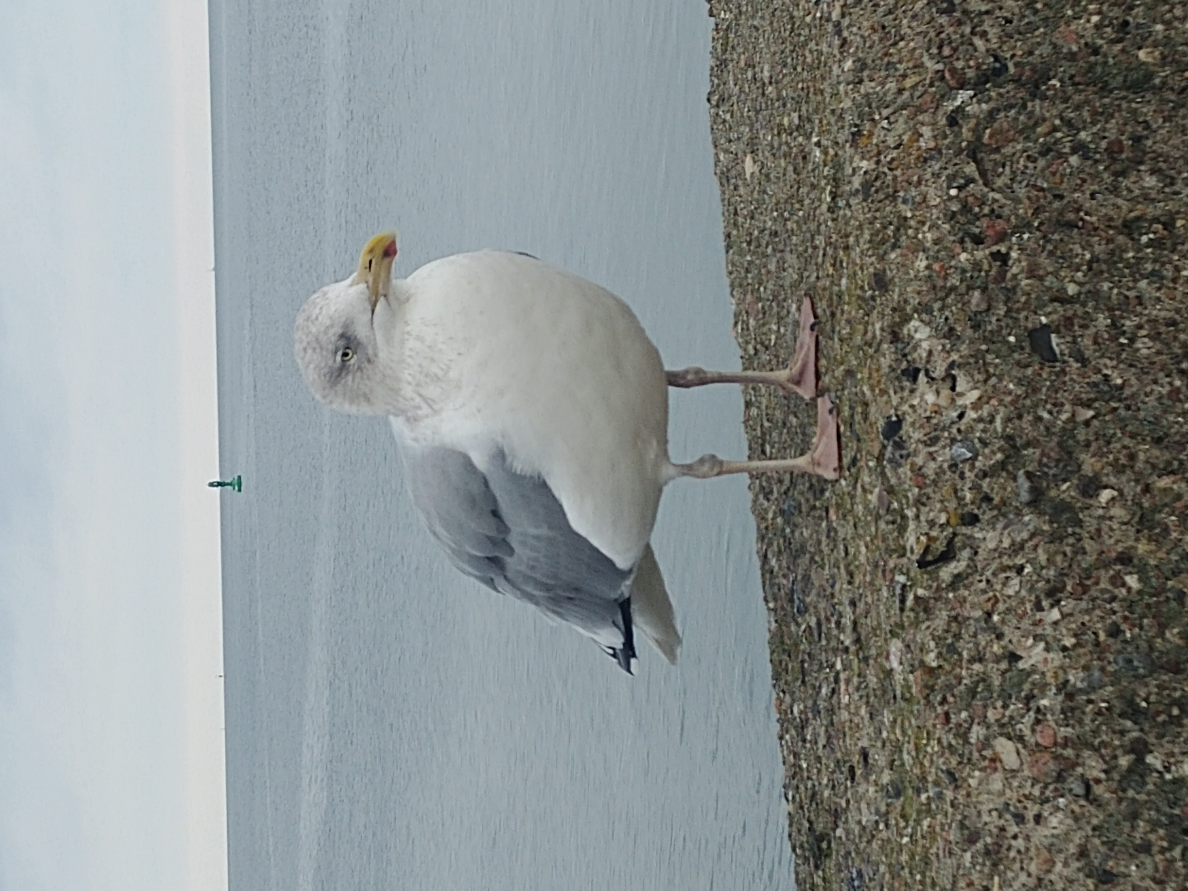 Larus Argentatus (European Herring Gull) photographed on 02.11.2025