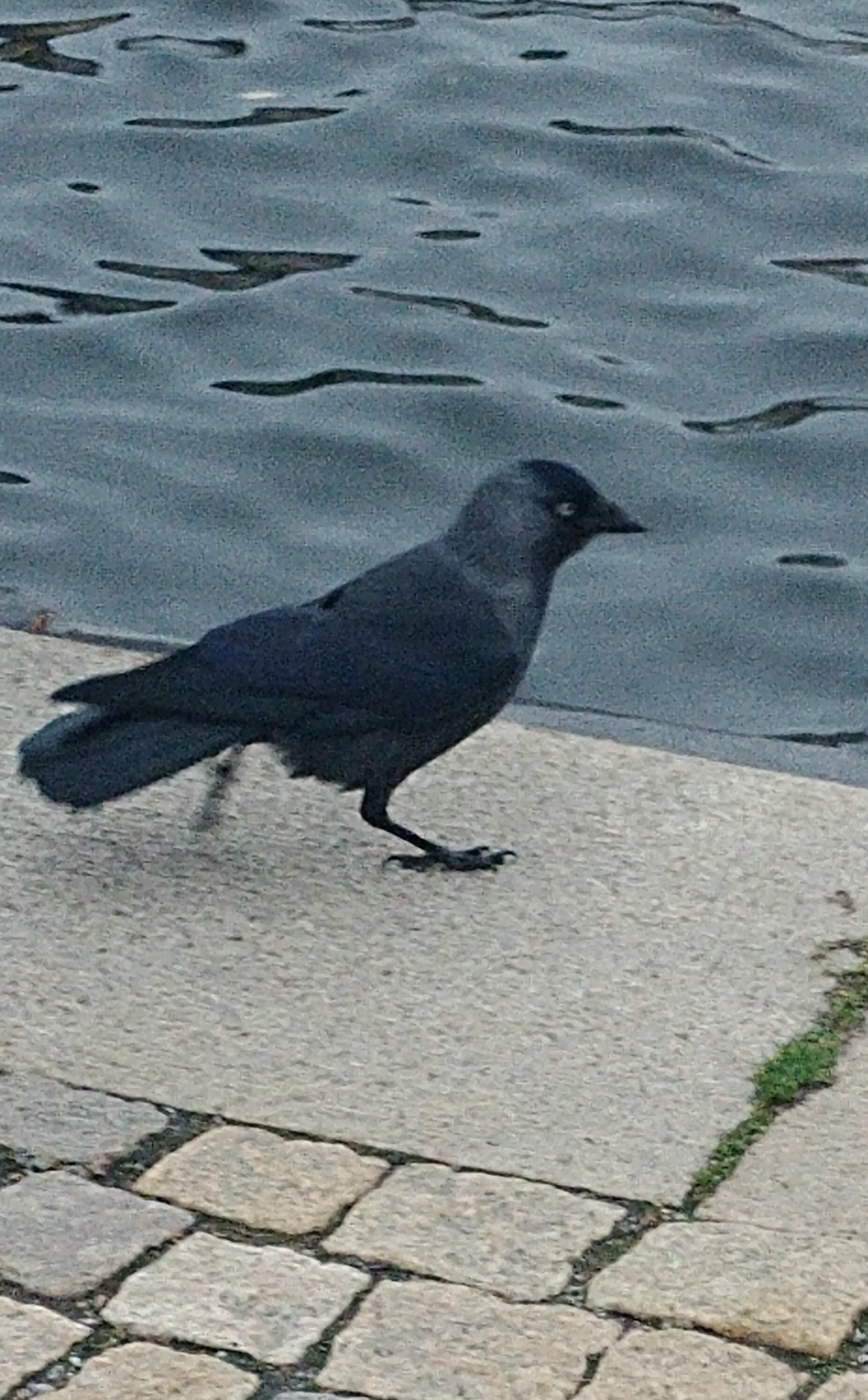 Coloeus monedula (Eurasian Jackdaw) photographed on 12.11.2025